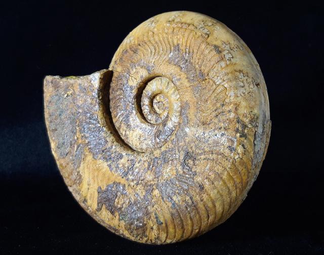 Harpoceras cf. nitescens STOLZ 1911 - Bild © FossNet FossilienStore